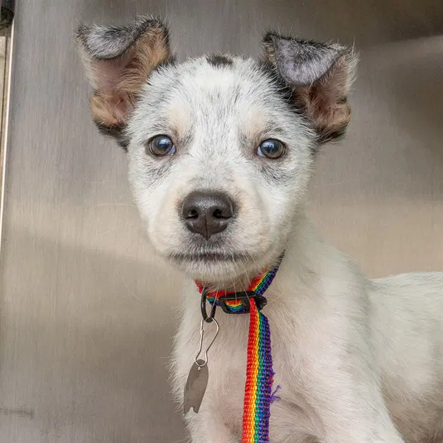 Zorro - Australian Cattle Dog/Blue Heeler