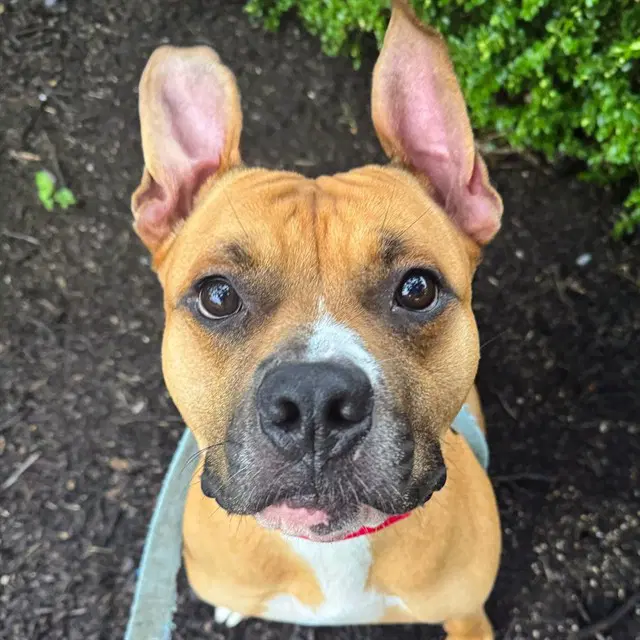 Puncho - Pit Bull Terrier