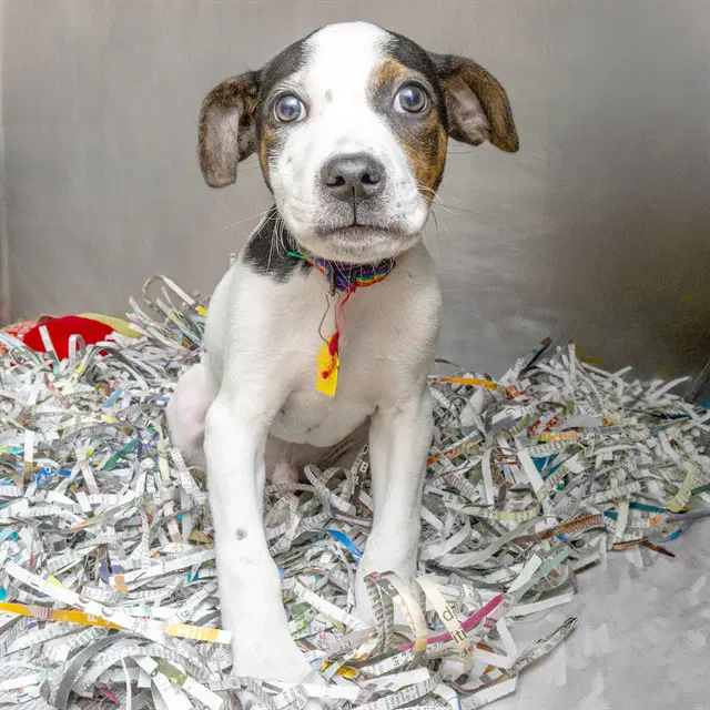 Sam Eagle - Pit Bull Terrier