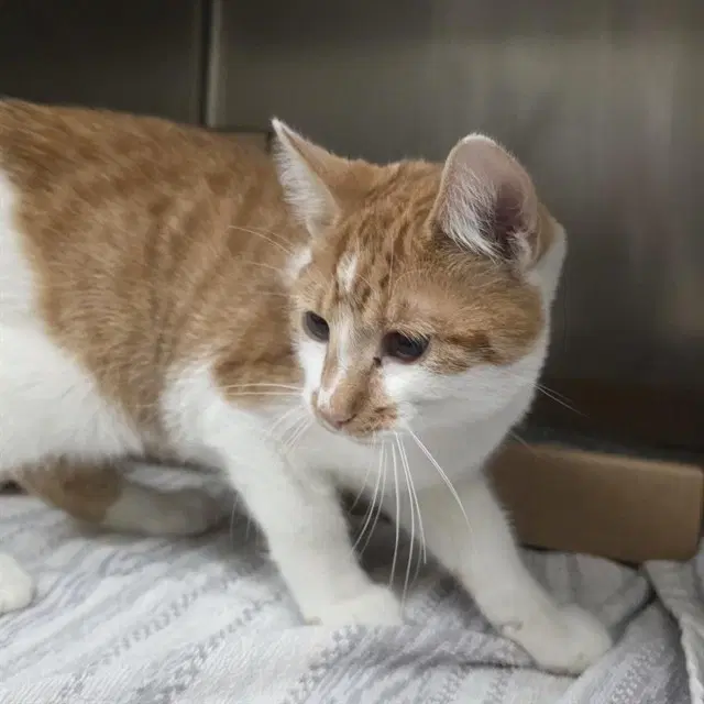 Skyler - Domestic Short Hair