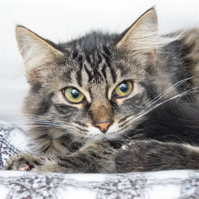 Rex - Domestic Medium Hair