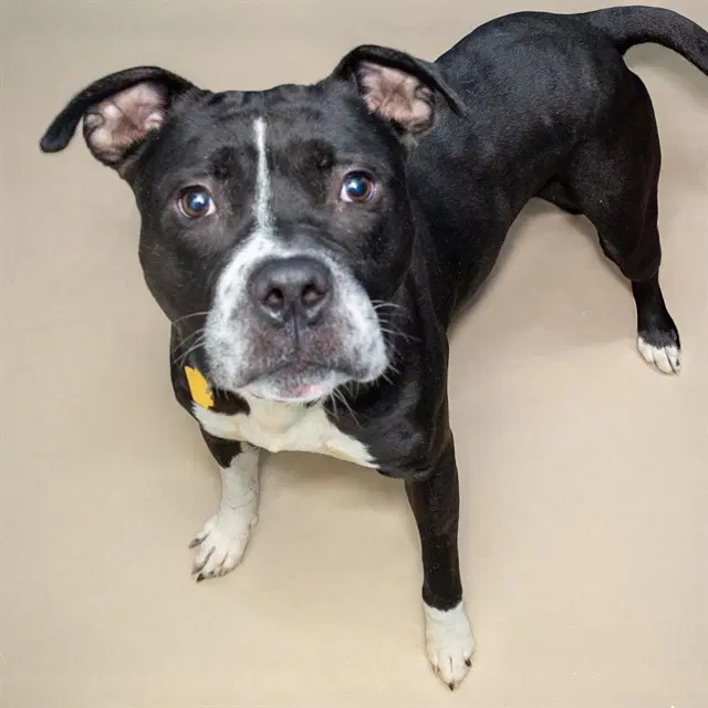 Diesel - Pit Bull Terrier
