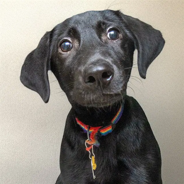 Teddy - Labrador Retriever