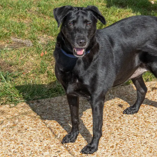 Negretta - Labrador Retriever