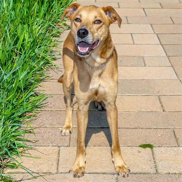 Pupperton