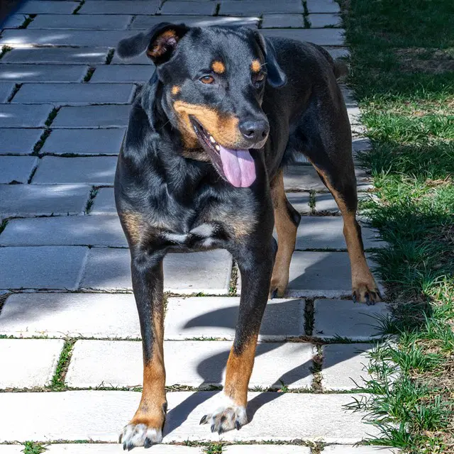 Wilbur - Black and Tan Coonhound