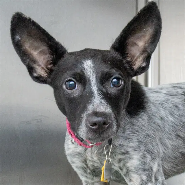 Westley - Australian Cattle Dog/Blue Heeler
