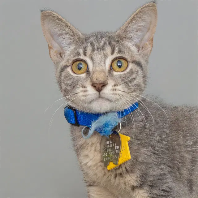 Scotty - Domestic Short Hair