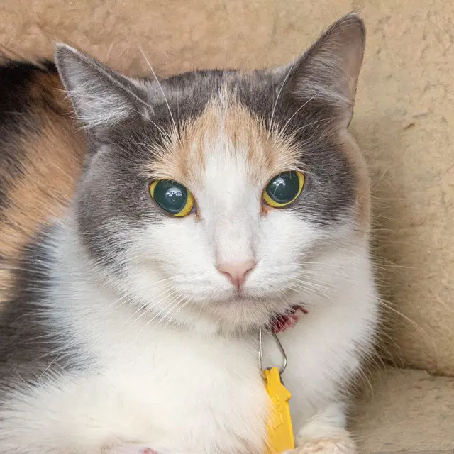 Lyla - Domestic Short Hair