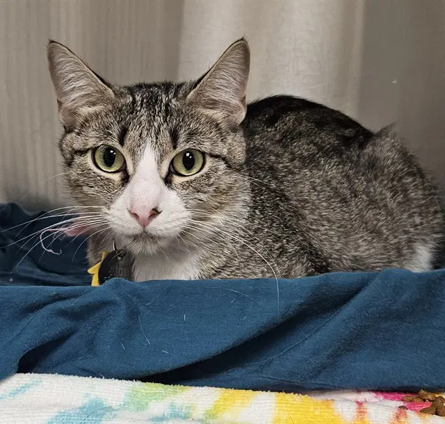 Penny - Domestic Short Hair