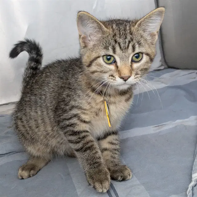 Bennet - Domestic Short Hair