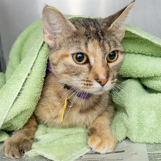 Mystery - Domestic Short Hair
