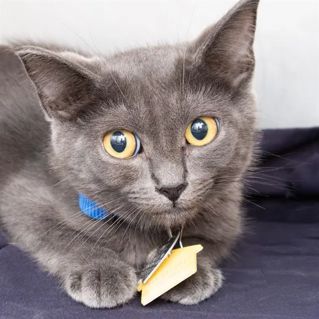 Monster - Domestic Short Hair
