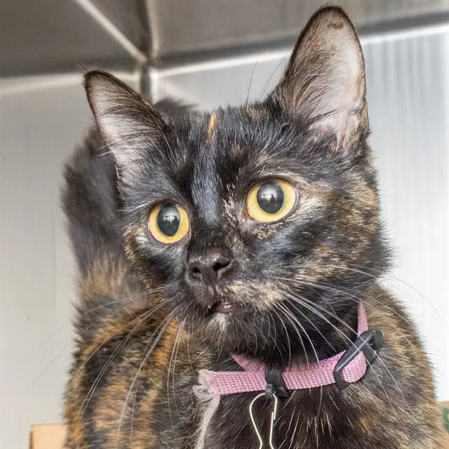 Tink - Domestic Short Hair