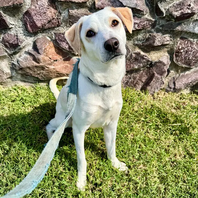 Dasani - Labrador Retriever