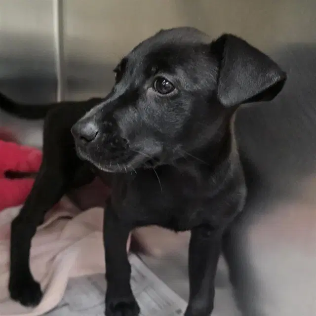 Fossil - Labrador Retriever