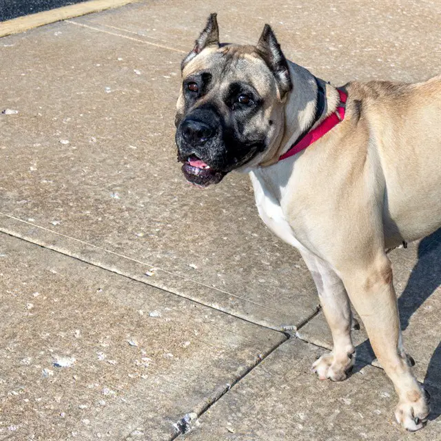 Amina - Presa Canario