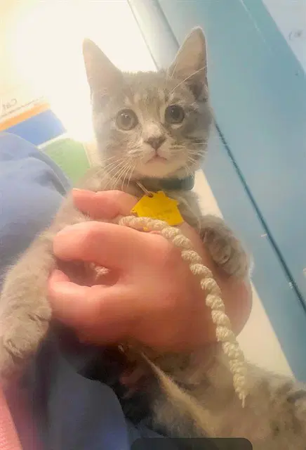 Shaggy - Domestic Short Hair