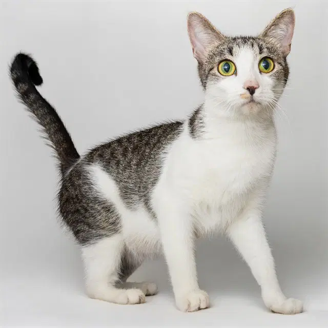 Eden - Domestic Short Hair