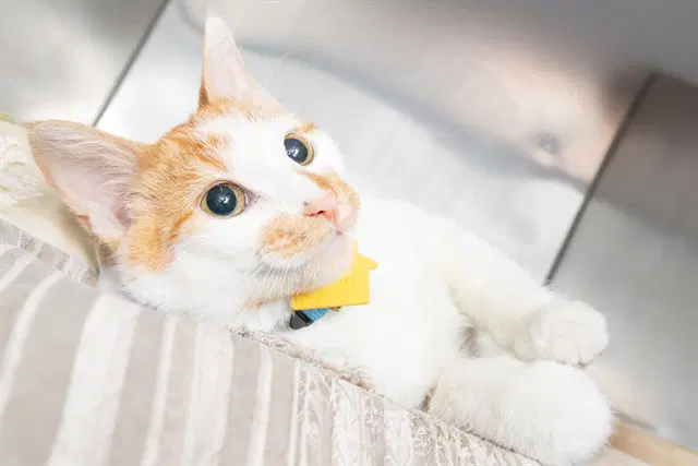 Mars - Domestic Short Hair