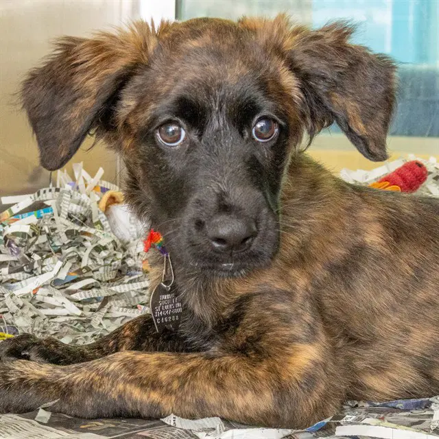 Roxanne - Australian Shepherd