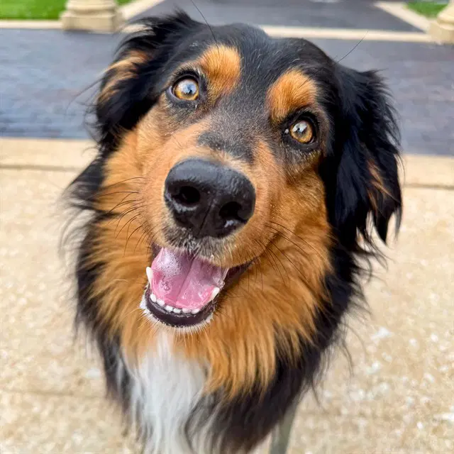 Bandit - Australian Shepherd