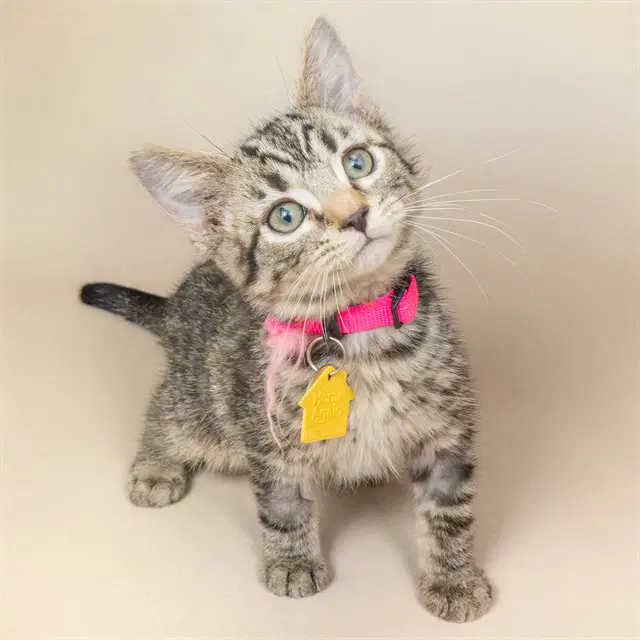 Percussion - Domestic Medium Hair