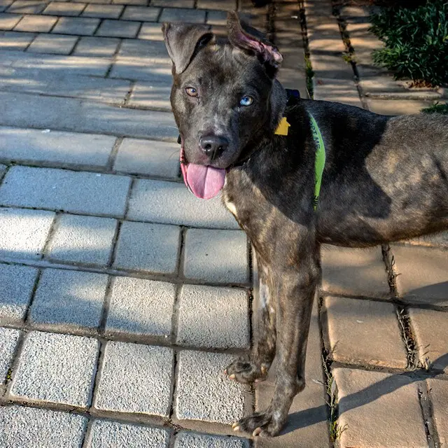 Sonic - Pit Bull Terrier