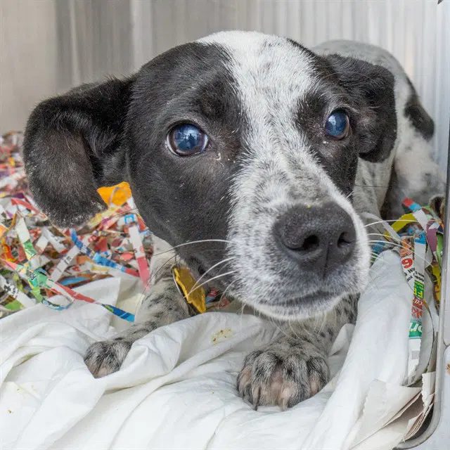 Whimsy - Australian Cattle Dog/Blue Heeler