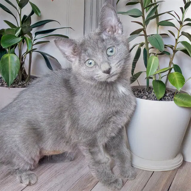 Pinky - Domestic Short Hair