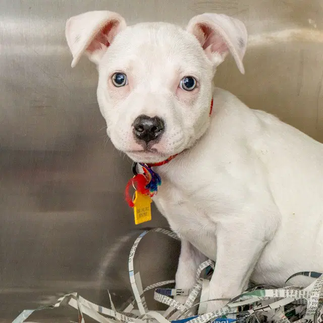 Iker - Pit Bull Terrier
