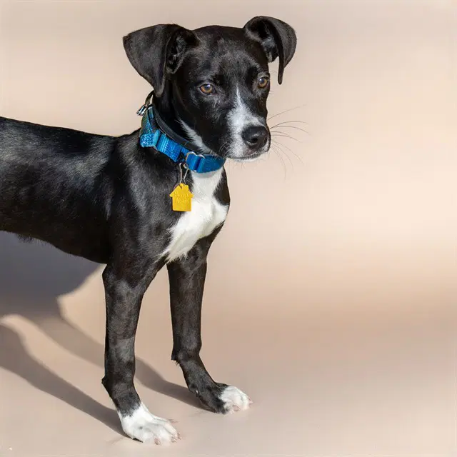 Ladle - Pit Bull Terrier