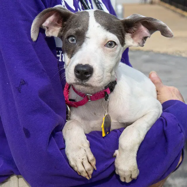 Lunchbox - Pit Bull Terrier