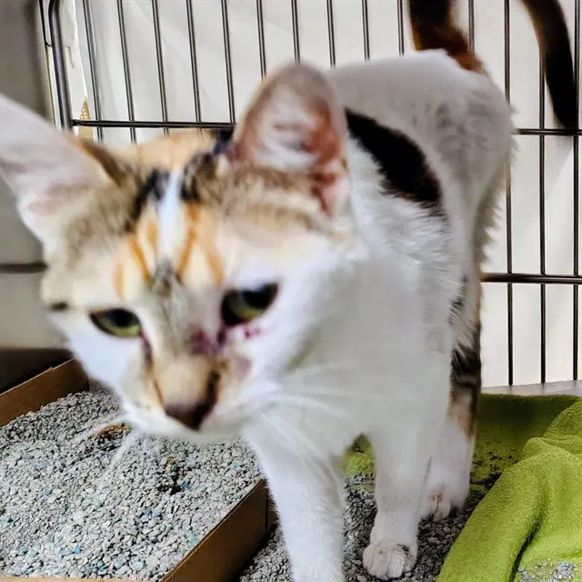 Whisk - Domestic Short Hair