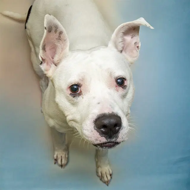 Egg - Pit Bull Terrier