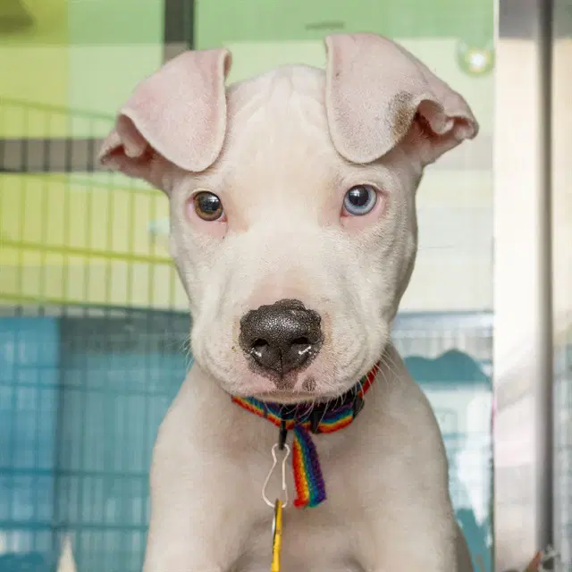 Astro - Pit Bull Terrier