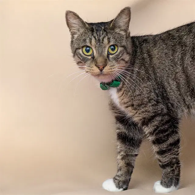 Mikasa - Domestic Short Hair