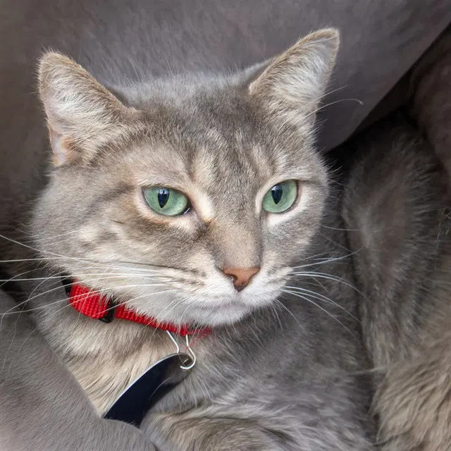 Bug - Domestic Short Hair