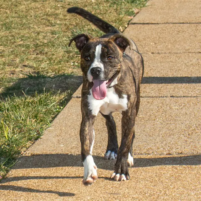 Orion - Boxer