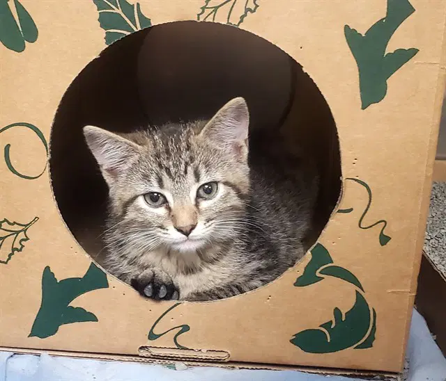 Baby Girl - Domestic Short Hair