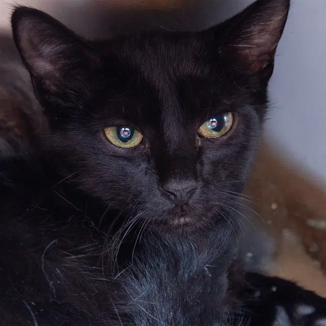 Max - Domestic Short Hair