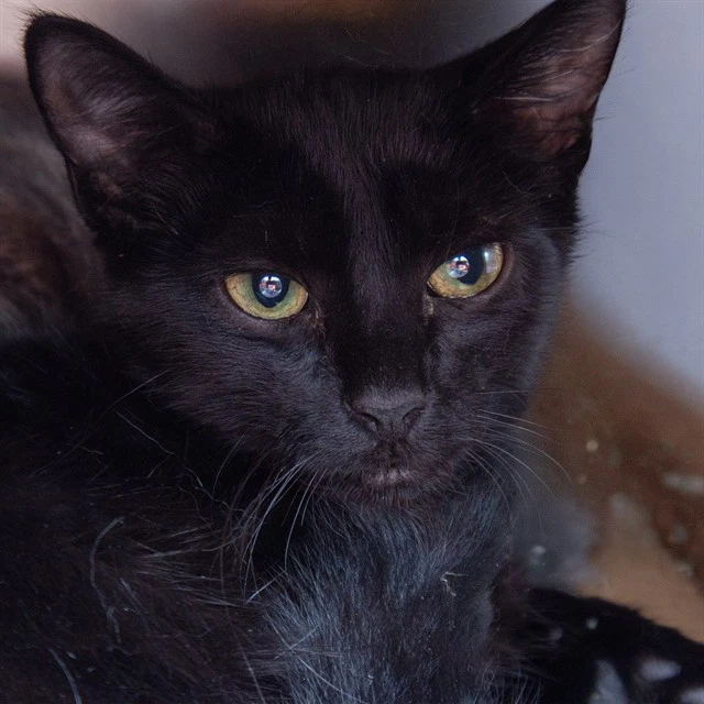 Max