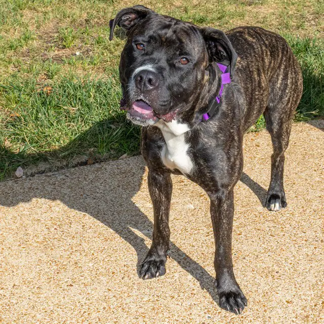 Ace - Cane Corso Mastiff