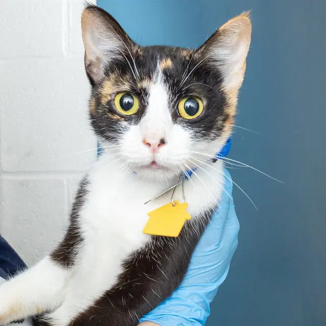 Reign - Domestic Short Hair