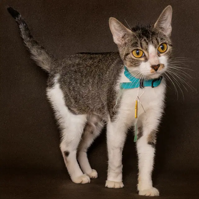 Fantasy - Domestic Short Hair