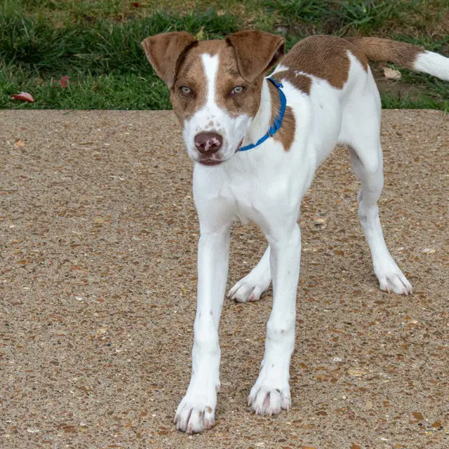 Preston - Catahoula Leopard Dog