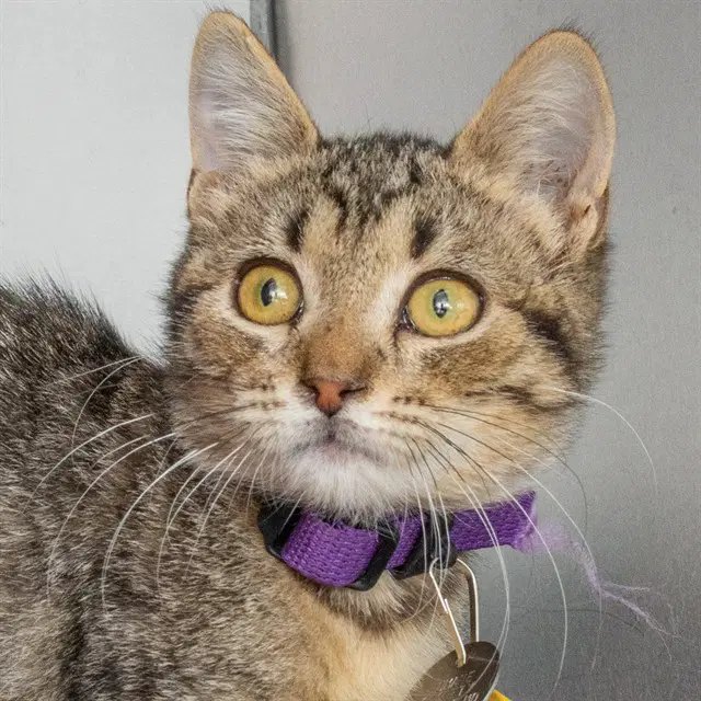Ursa Minor - Domestic Short Hair