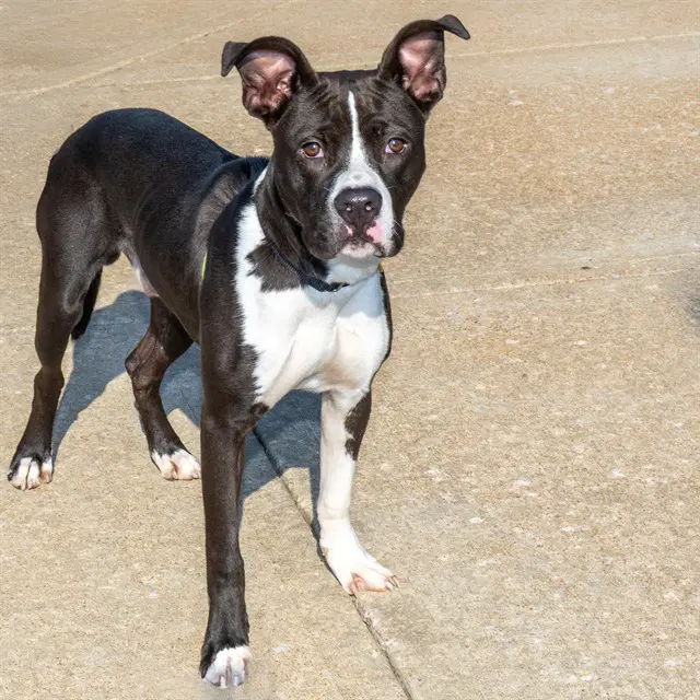 Slapstick - Pit Bull Terrier