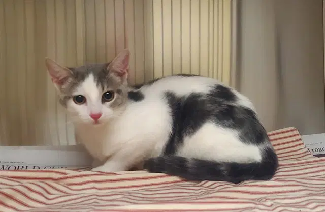 Mad Hatter - Domestic Short Hair