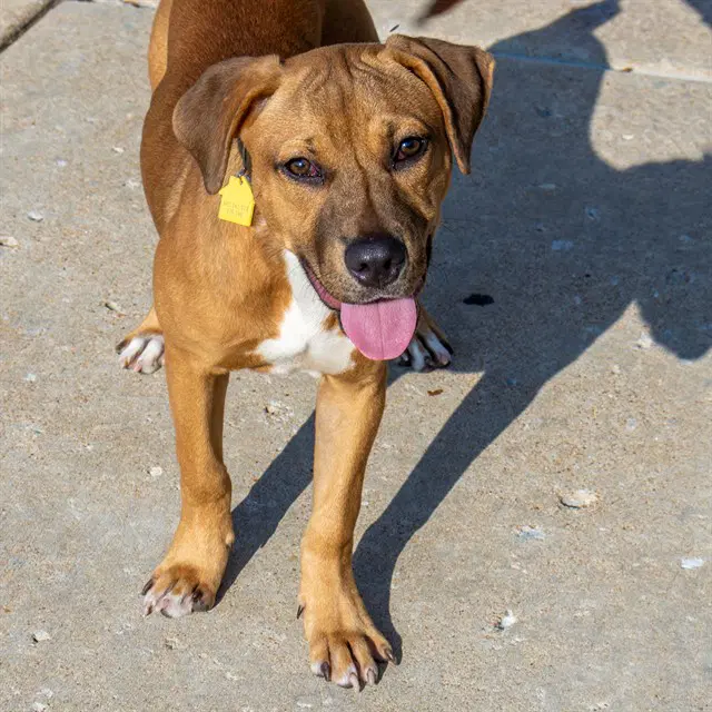 Dolly - Black Mouth Cur